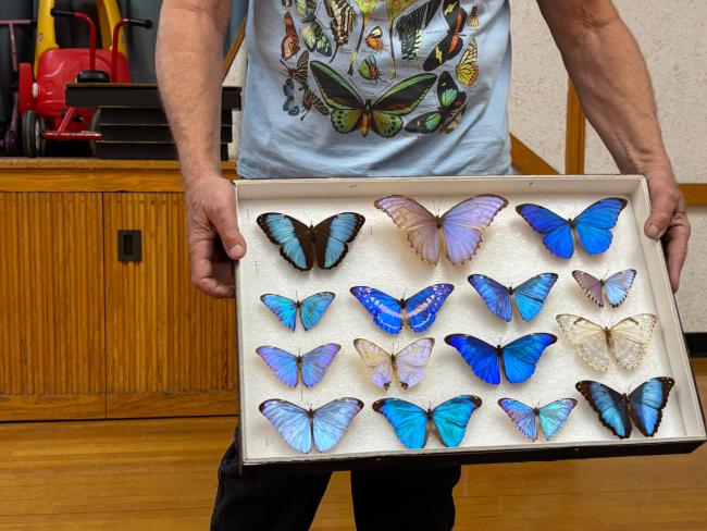 Blue butterflies